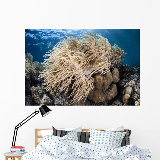Soft Coral Colony near Wall Decal