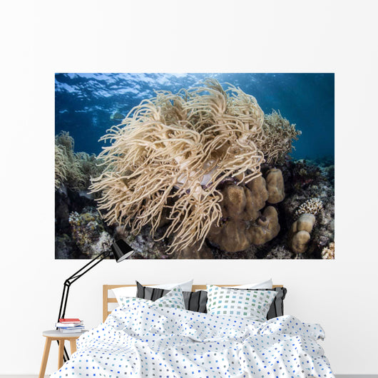 Soft Coral Colony near Wall Decal