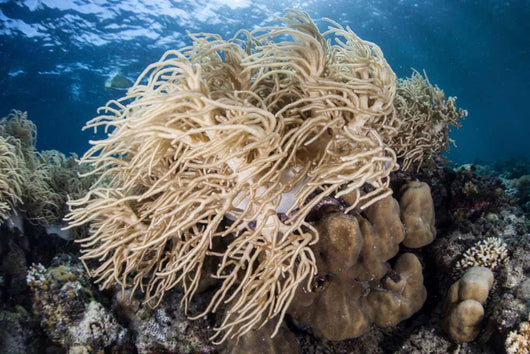 Soft Coral Colony near Wall Decal