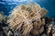 Soft Coral Colony near Wall Decal