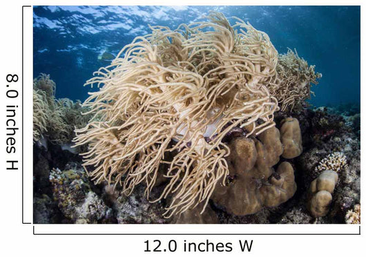 Soft Coral Colony near Wall Decal