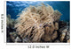 Soft Coral Colony near Wall Decal