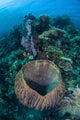 Massive Barrel Sponge Grows Wall Decal Design 2