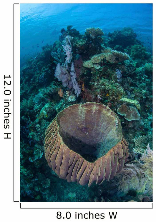 Massive Barrel Sponge Grows Wall Decal Design 2