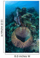 Massive Barrel Sponge Grows Wall Decal Design 2