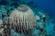 Massive Barrel Sponge Grows Wall Decal Design 1