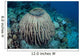 Massive Barrel Sponge Grows Wall Decal Design 1