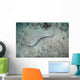 Banded Sea Snake Swims Wall Decal