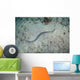 Banded Sea Snake Swims Wall Decal
