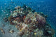 Cardinalfish Surround Beautiful Coral Wall Decal
