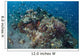 Cardinalfish Surround Beautiful Coral Wall Decal