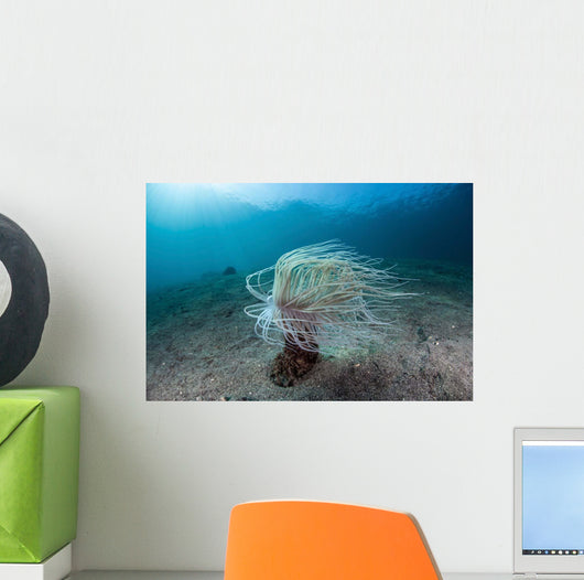 Tube Anemone Sand Slope Wall Decal
