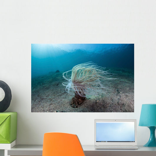 Tube Anemone Sand Slope Wall Decal