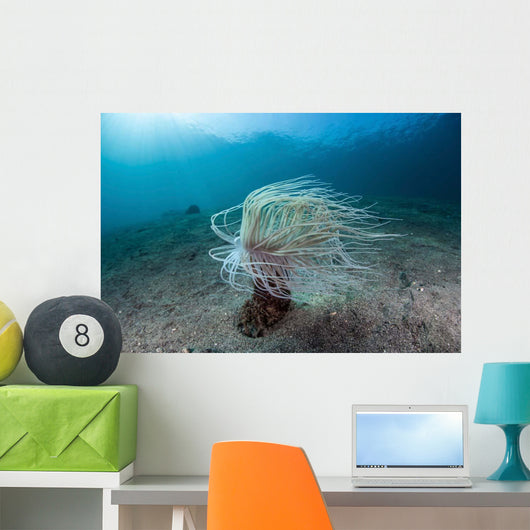 Tube Anemone Sand Slope Wall Decal