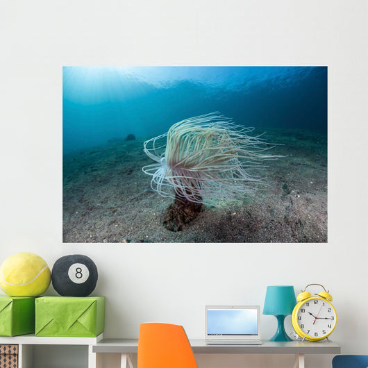 Tube Anemone Sand Slope Wall Decal