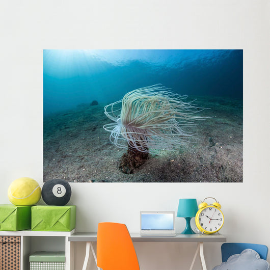 Tube Anemone Sand Slope Wall Decal