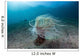 Tube Anemone Sand Slope Wall Decal