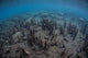 Mangrove Roots Rise from Wall Decal Design 2