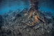 Mangrove Roots Rise from Wall Decal Design 1