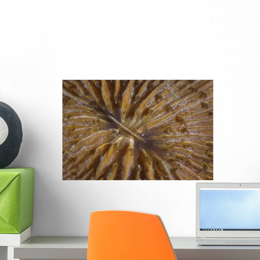 Detail Mushroom Coral Reef Wall Decal