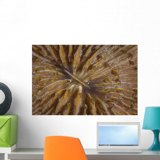 Detail Mushroom Coral Reef Wall Decal