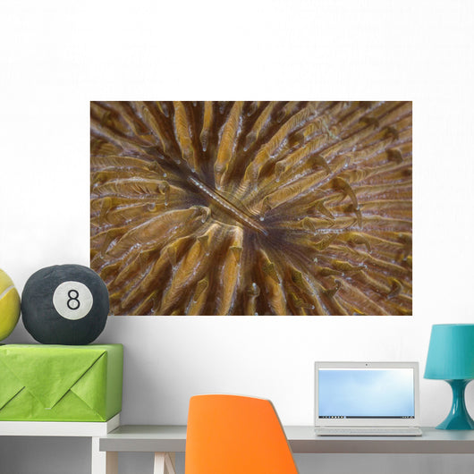 Detail Mushroom Coral Reef Wall Decal