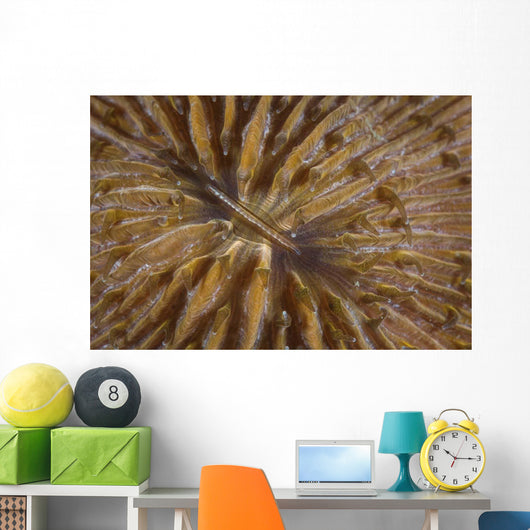 Detail Mushroom Coral Reef Wall Decal