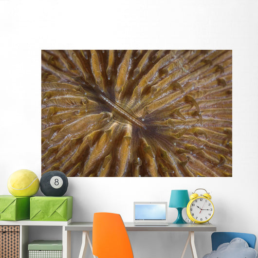 Detail Mushroom Coral Reef Wall Decal