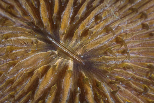 Detail Mushroom Coral Reef Wall Decal