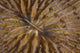 Detail Mushroom Coral Reef Wall Decal