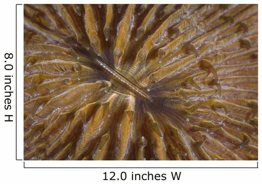Detail Mushroom Coral Reef Wall Decal