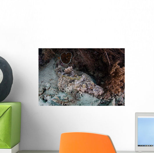 Crocodilefish Lies Reef Indonesia Wall Decal