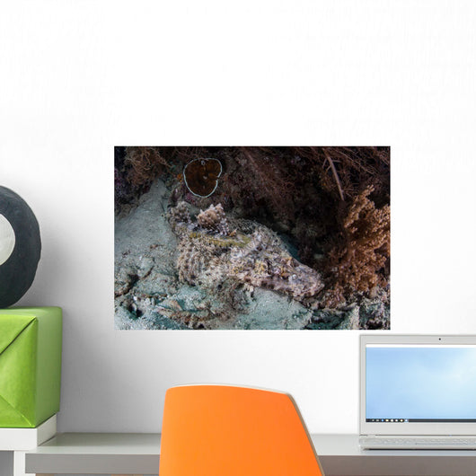 Crocodilefish Lies Reef Indonesia Wall Decal
