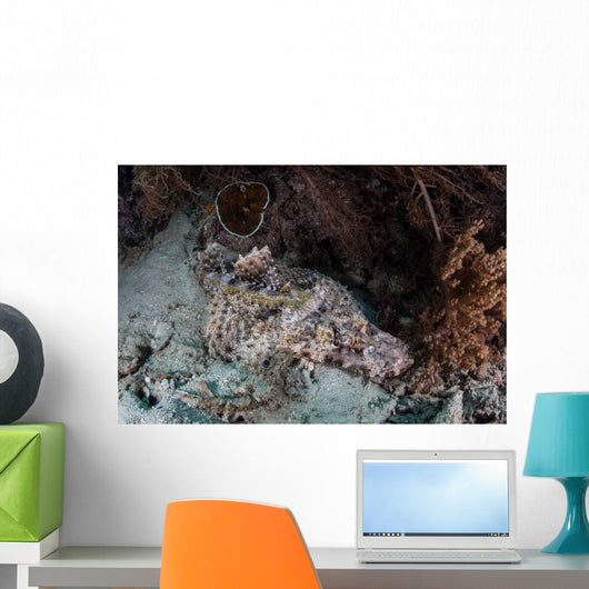 Crocodilefish Lies Reef Indonesia Wall Decal
