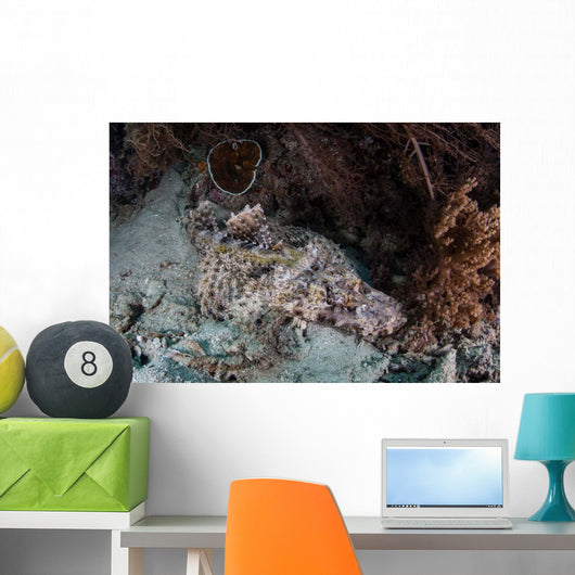 Crocodilefish Lies Reef Indonesia Wall Decal