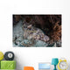 Crocodilefish Lies Reef Indonesia Wall Decal