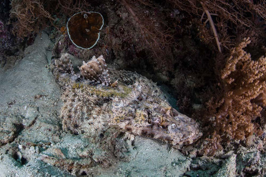 Crocodilefish Lies Reef Indonesia Wall Decal