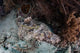 Crocodilefish Lies Reef Indonesia Wall Decal