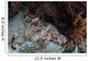 Crocodilefish Lies Reef Indonesia Wall Decal