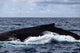 Large Humpback Whale Swims Wall Decal
