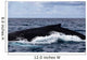 Large Humpback Whale Swims Wall Decal