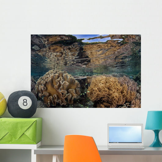 Soft Corals Thrive Shallow Wall Decal