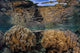 Soft Corals Thrive Shallow Wall Decal