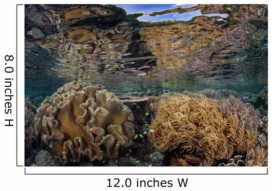 Soft Corals Thrive Shallow Wall Decal