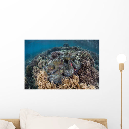 Massive Giant Clam Grows Wall Decal