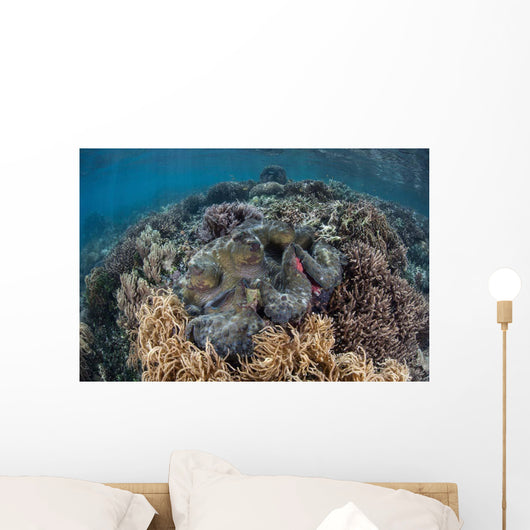 Massive Giant Clam Grows Wall Decal