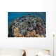 Massive Giant Clam Grows Wall Decal