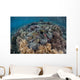 Massive Giant Clam Grows Wall Decal
