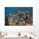 Massive Giant Clam Grows Wall Decal
