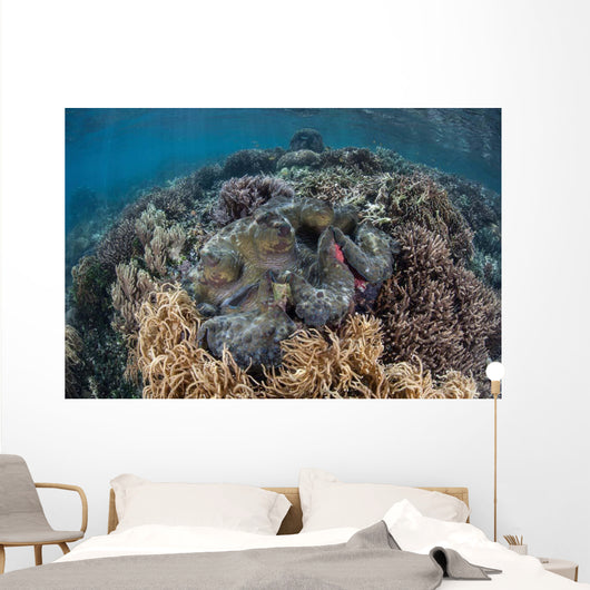 Massive Giant Clam Grows Wall Decal